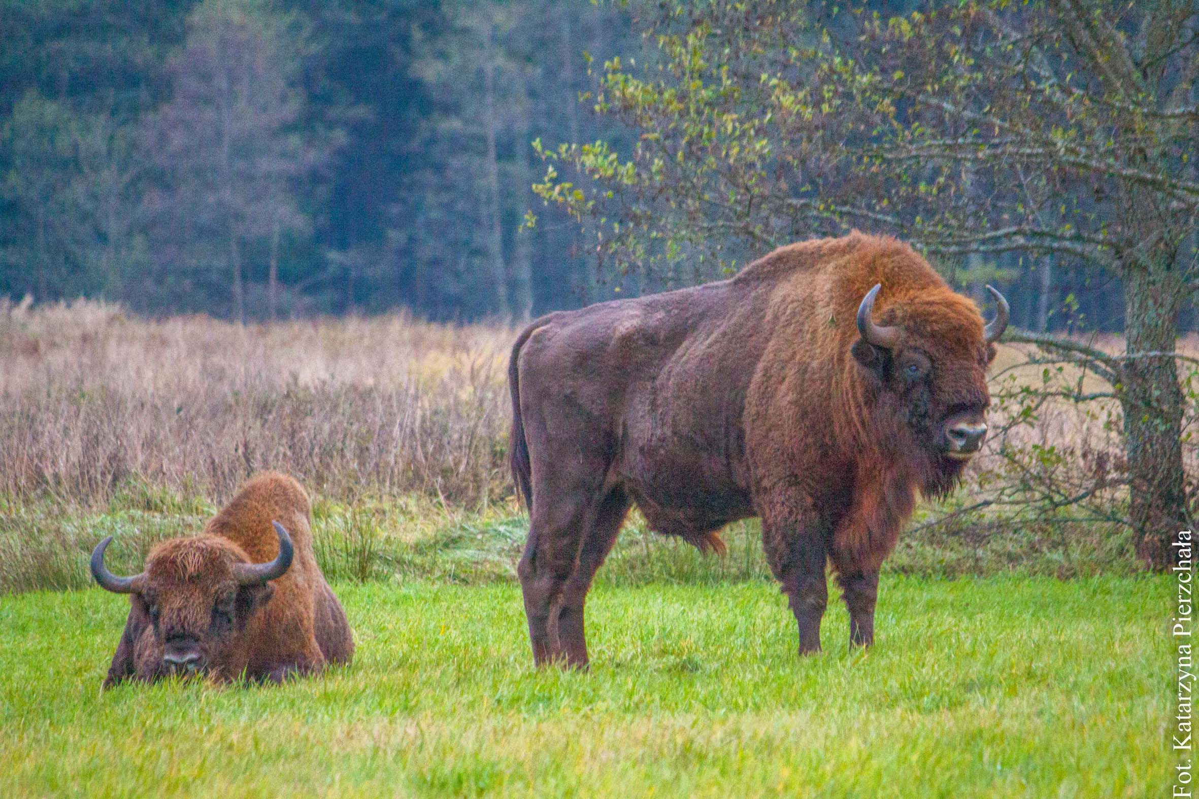 Białowieża.